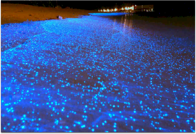 Glowing Oceans Lighting Up Beaches